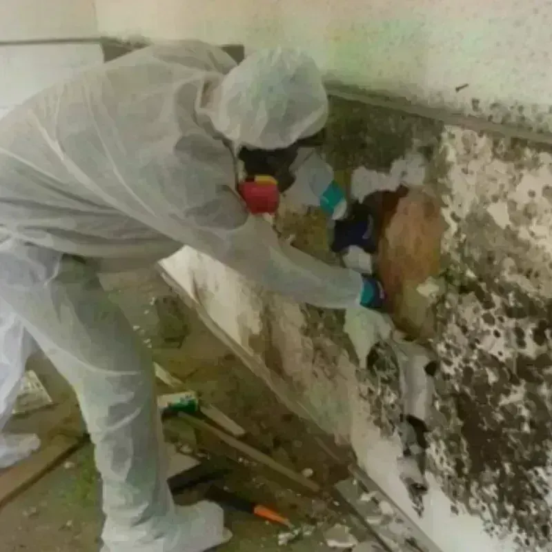 Mold Remediation and Removal in Theresa, WI